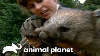 Steve Irwin Roams Tasmania's Remote Highlands Region | The Crocodile Hunter | Animal Planet