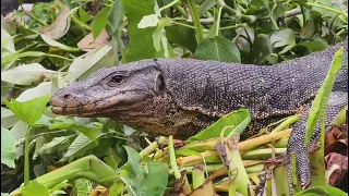 কৃষকের বন্ধু গুইসাপ, বিপন্ন প্রানি। তবে এক সময় অসংখ্য গুইসাপ দেখা যেত!!!