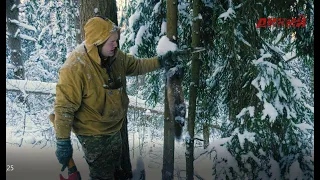 Добыча куницы капканом Агафонова. Звероловы.