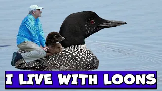 Stuff you might not know about COMMON LOONS.