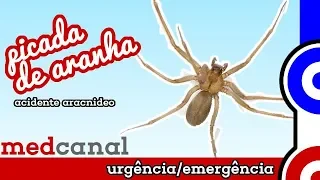 Picada de Aranha | URGÊNCIA/EMERGÊNCIA