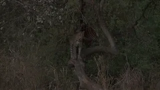 Leopard hunting Tanzania