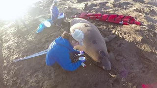 Exploring the Life of Elephant Seals: Daily Planet