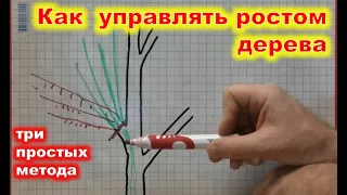 Как УПРАВЛЯТЬ РОСТОМ ДЕРЕВА в саду. Методы усиления и снижения роста.