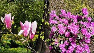 Красота весны // Чарующая весна в Аптекарском огороде // Мои фото и музыка Сергея Чекалина для Вас