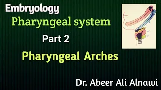 Embryology/ 2- Development of pharyngeal arches /Dr. Abeer Ali Alnawi