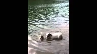 Pugs Can Swim!!!