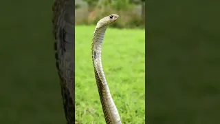 Snake Status