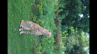 30" Large Cheetah Sculpture