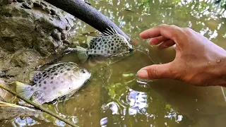 SAAT AIR LAUT NAIK.. IKAN IKAN IKUT NAIK