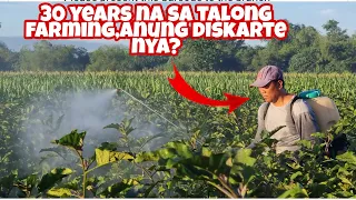 Farmer Expert na 30 years sa Talong Farming,  May advise para Di Malugi