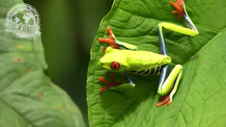 Agalychnis callidryas - Red-Eyed Tree Frog