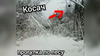 Нива лес зима дорога.