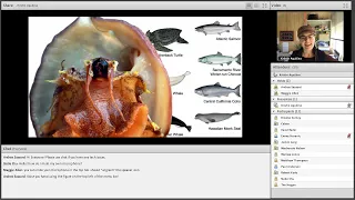 CELC aquaculture webinar: white abalone captive breeding program