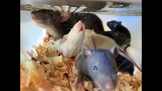 RATS BREEDING BETTER IN THE SUMMER MONTHS