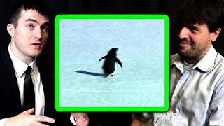 Lex Fridman reacts to depressed penguin video
