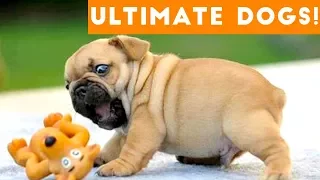 Ultimate FUNNY DOGS & CUTE PUPPIES of 2018 | Try Not to Laugh Animals & Pets Compilation April