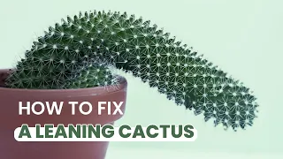 SUCCULENT TIPS | MY CACTUS IS LEANING OVER | CAUSE AND FIXES