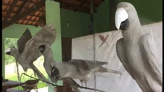 DIY -  Escultura em concreto de arara -  Macaw Cement statue