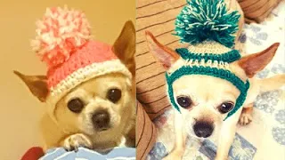 GORRO DE CROCHET PARA MASCOTA 🐶🐶🐶