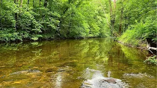 Found a NEW Creek in the East Tennessee Mountains