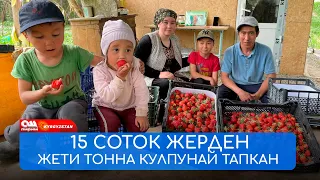 1 айда 7 тонна КУЛПУНАЙ сатып МИЛЛИОН тапкан ЖАШ үй-бүлө