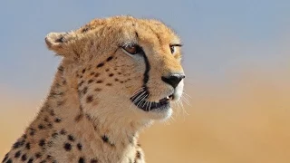 Царство гепардов 6 серия    Cheetah Kingdom