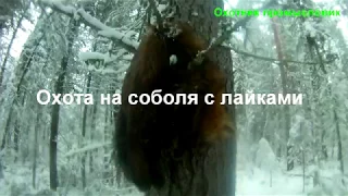 Охота на соболя с лайками, добыл кидуса, удачный день ЧАСТЬ 2