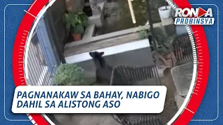 Ronda Probinsya: Pagnanakaw sa bahay, nabigo dahil sa alistong aso