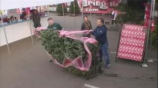 Kevin the Cashier at a Christmas Tree Lot