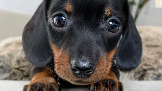 Playful dachshund puppies.