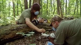 10 Million Dollar Bigfoot Bounty: Body of Evidence