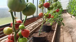 Ранний урожай томатов в рукавах