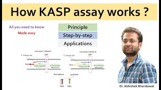 How KASP marker works? SNP detection technique