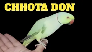 talking |world Indian beautiful king magical |ringneck |parrot |amazing |best |wenderfull