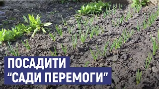 "Gardens of Victory". Sumy residents are urged to plant gardens to avoid food shortages