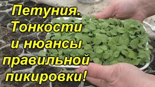 Петуния - правильная пикировка рассады! (облегчённое выращивание)