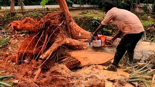 കടപുഴകി വീണ പ്ലാവ് മരം jackfruit tree cutting