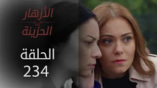 مسلسل الأزهار الحزينة | الحلقة 234 - الموسم الثاني