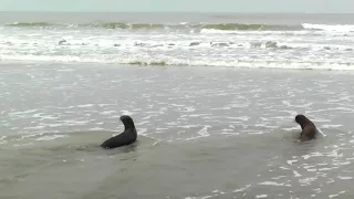 Reinserción de 2 lobos marinos de Dos Pelos Sudamericano