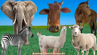 Herbivores: Cow, Horse, Giraffe, Elephant, Goat - Animal Paradise