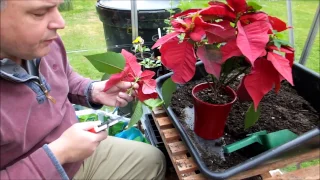 Cutting back and repotting my poinsettia (Euphorbia pulcherrima)