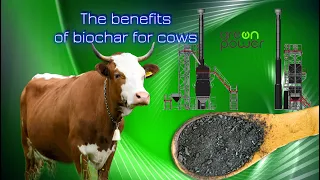 The benefits of biochar for cows