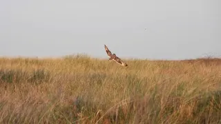 Short-eared Owl hunting at Sandwich Bay