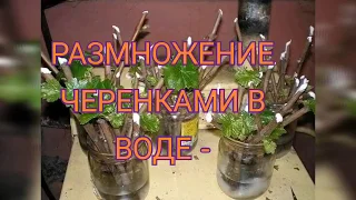 РАЗМНОЖЕНИЕ СМОРОДИНЫ ЧЕРЕНКАМИ в ВОДЕ - САМЫЙ ПРОСТОЙ и ЭФФЕКТНЫЙ СПОСОБ