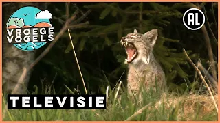 Zit de lynx binnenkort in Bargerveen? | TV | Vroege Vogels