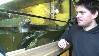 The Man Who Keeps Crocodiles in his back Garden.mov