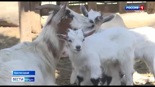 🐒В Бахчисарайском зоопарке пополнение у  японских макак