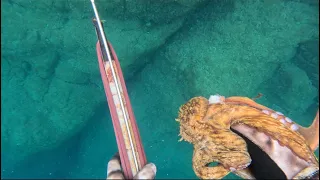 Pesca sub: bel polpo in scogliera
