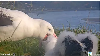 Royal Albatross ~ GLY Arrives After L & Gives Manaaki A Big Feeding! 7.10.23